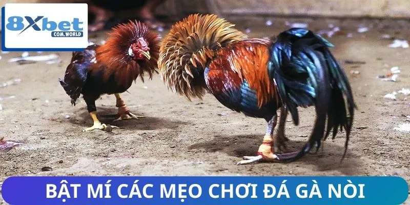 Bỏ túi các mẹo cược chọi gà nòi bất bại