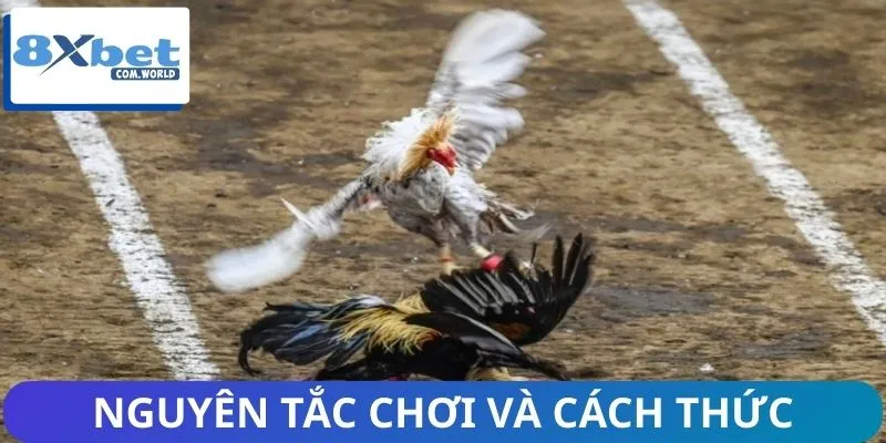 Hội viên nắm rõ thông tin về cách đặt cược tại trường chọi gà
