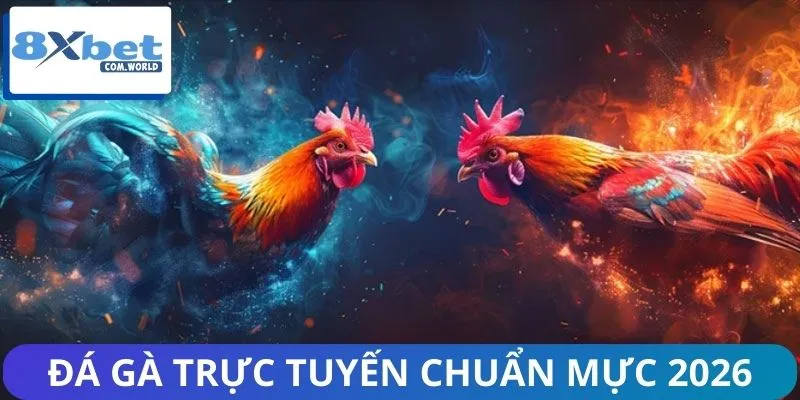 Đá gà live 8XBET được ưa chuộng nhờ ưu điểm vượt trội