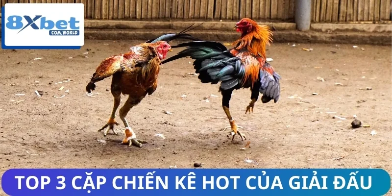 Những Giải Đấu Đá Gà Hot Nhất Trên Trang Game 8XBET 2 Giới thiệu 3 cặp chiến kê tạo nên cơn sốt