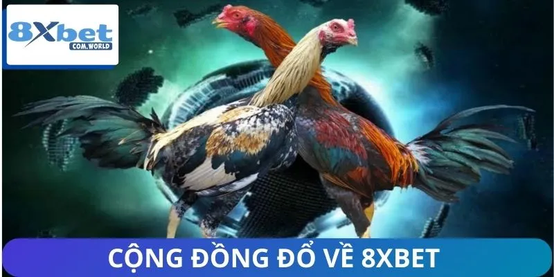 Nhà cái 8XBET chiếm trọn lòng tin của bet thủ